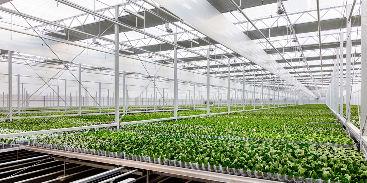 ideal humidity for greenhouse