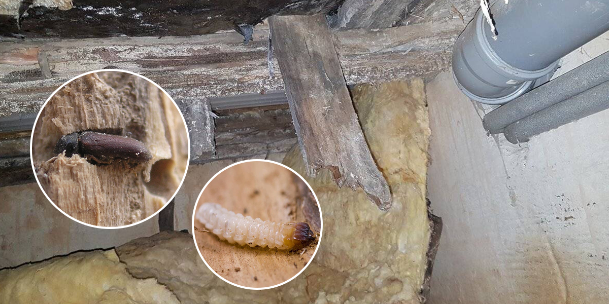 how do crawl space dehumidifiers work