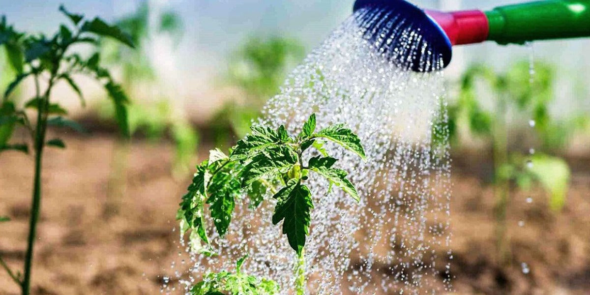 Can You Use Dehumidifier Water for Plants