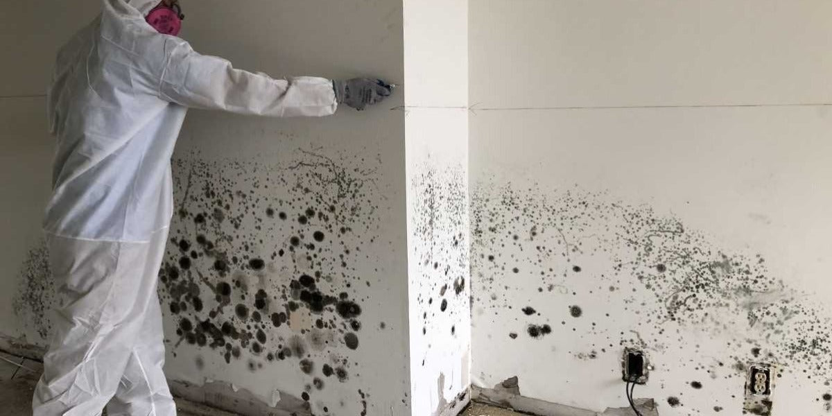 How To Remove Mold From Painted Walls?