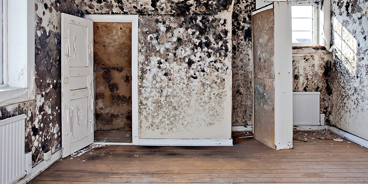 best dehumidifier for crawl space