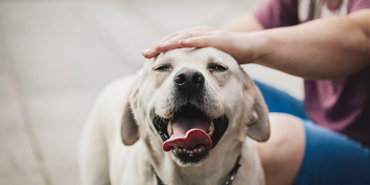 Can mold affect dogs