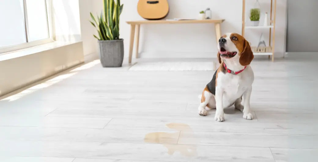 How to Get Smells Out of Wood Floor 