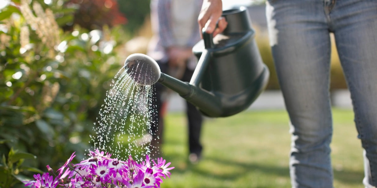 What To Do With Water From Dehumidifier 